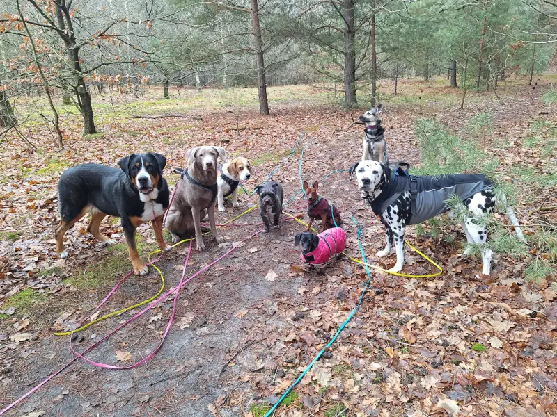 Eine Gruppe von acht Hunden sitzt im Wald.